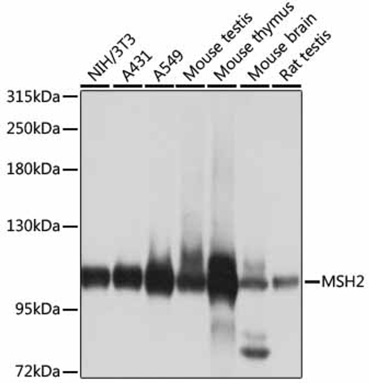 Western blot analysis of extracts of various cell lines using MSH2 Polyclonal Antibody at dilution of 1:1000.