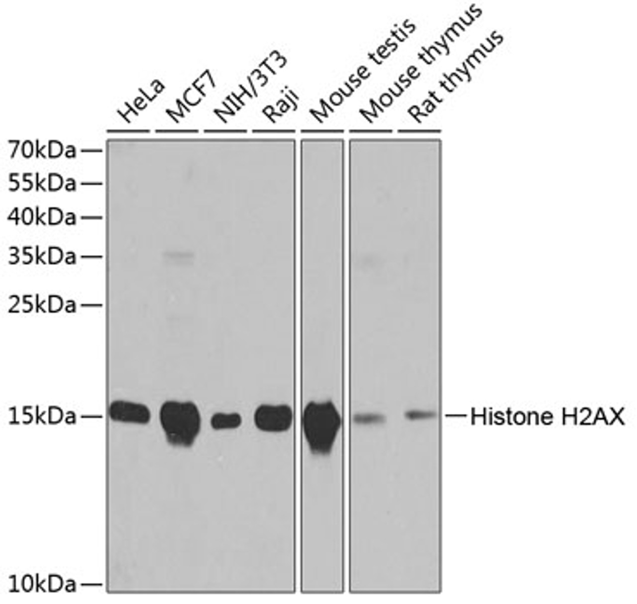 Western blot analysis of extracts of various cell lines using Histone H2AX Polyclonal Antibody at dilution of 1:1000.