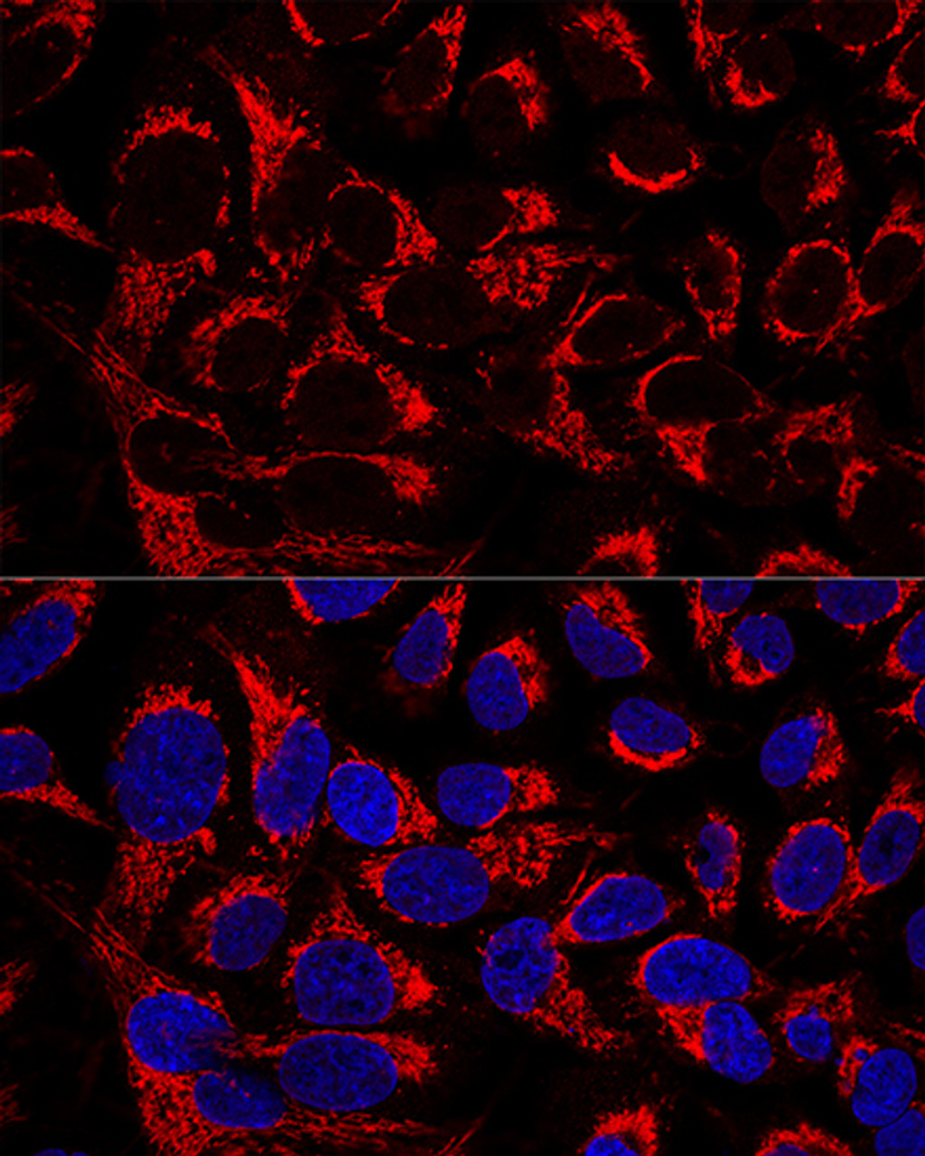 Confocal immunofluorescence analysis of U2OS cells using OCIAD1 Polyclonal Antibody at dilution of  1:100. Blue: DAPI for nuclear staining.