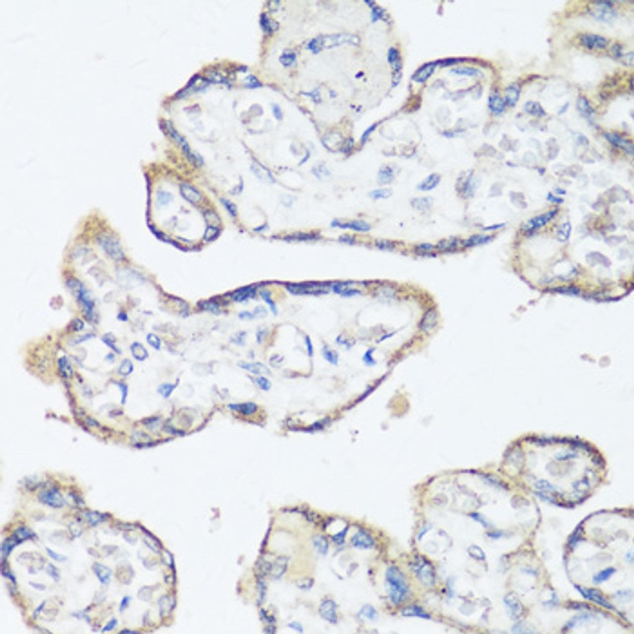 Immunohistochemistry of paraffin-embedded Human placenta using SRC Polyclonal Antibody at dilution of  1:100 (40x lens).