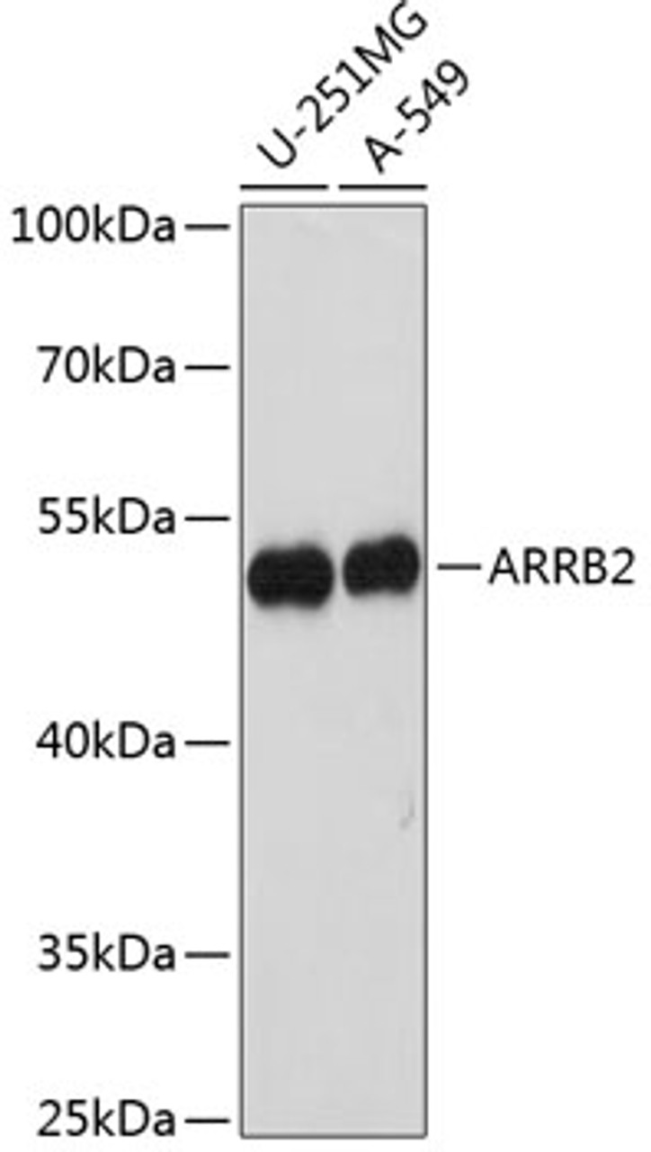 Western blot analysis of extracts of various cell lines using ARRB2 Polyclonal Antibody at dilution of 1:1000.