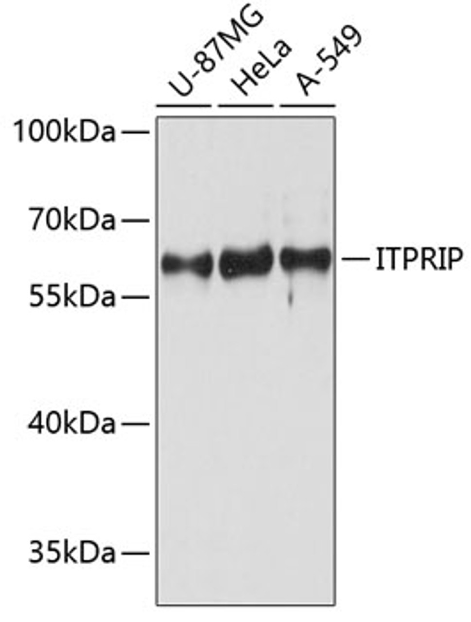 Western blot analysis of extracts of various cell lines using ITPRIP Polyclonal Antibody at dilution of 1:3000.