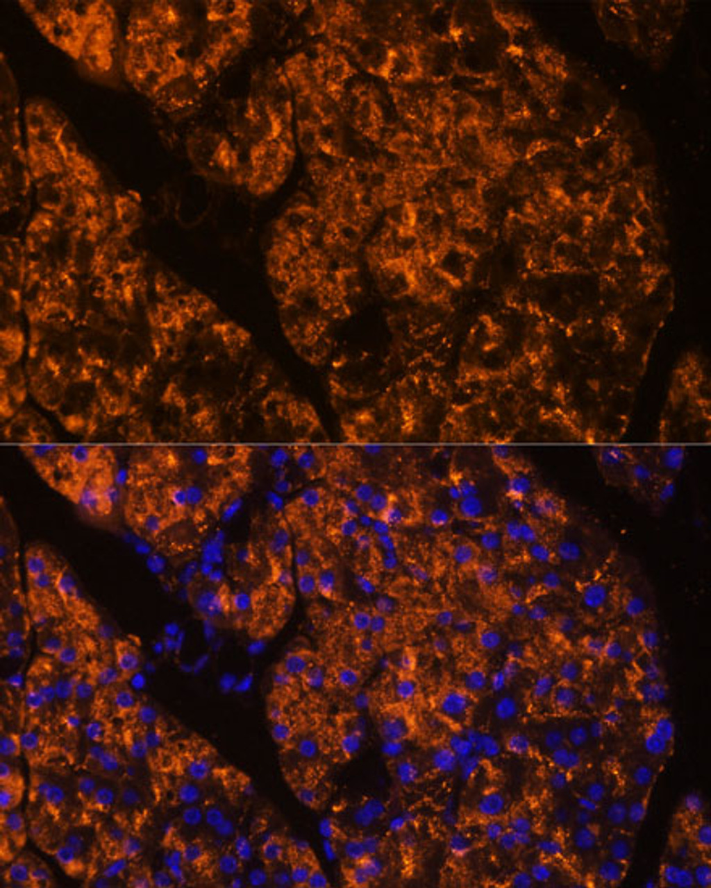 Immunofluorescence analysis of Rat pancreas using SERPINI2 Polyclonal Antibody at dilution of  1:100 (40x lens). Blue: DAPI for nuclear staining.