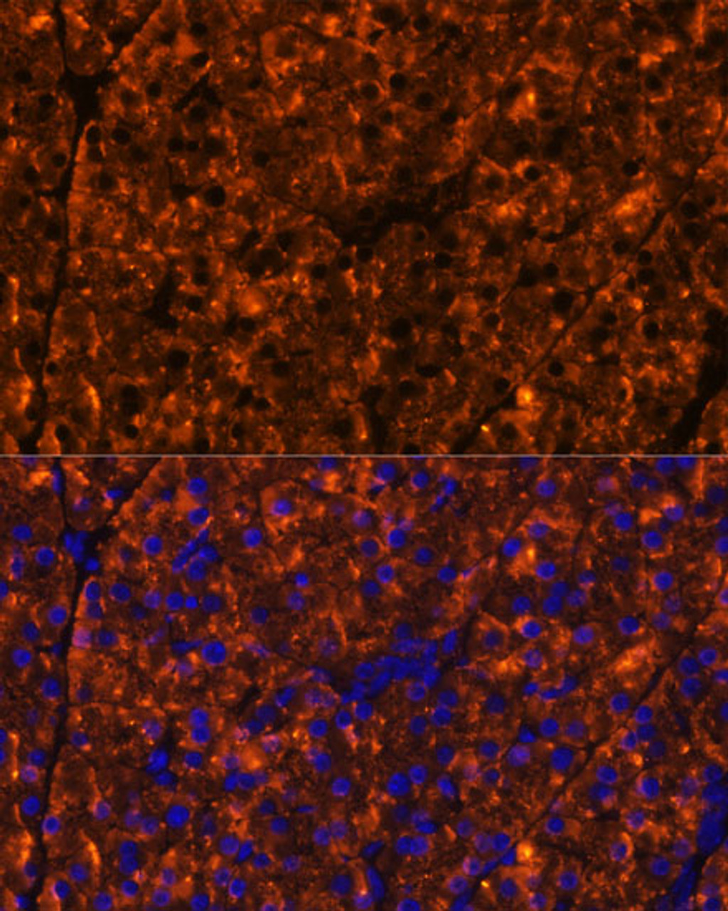 Immunofluorescence analysis of Mouse pancreas using SERPINI2 Polyclonal Antibody at dilution of  1:100 (40x lens). Blue: DAPI for nuclear staining.