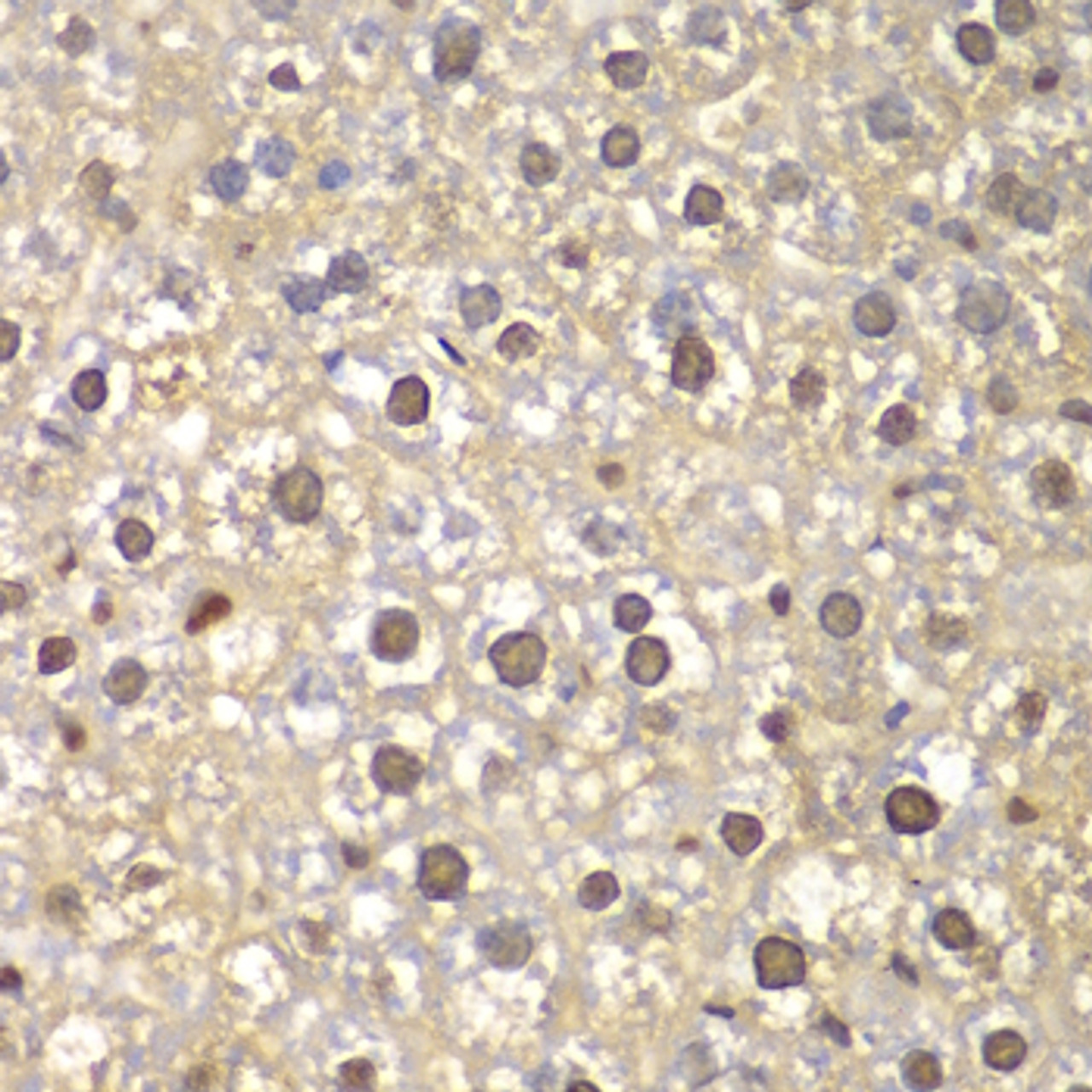 Immunohistochemistry of paraffin-embedded Mouse liver using FEN1 Polyclonal Antibody at dilution of  1:100 (40x lens).
