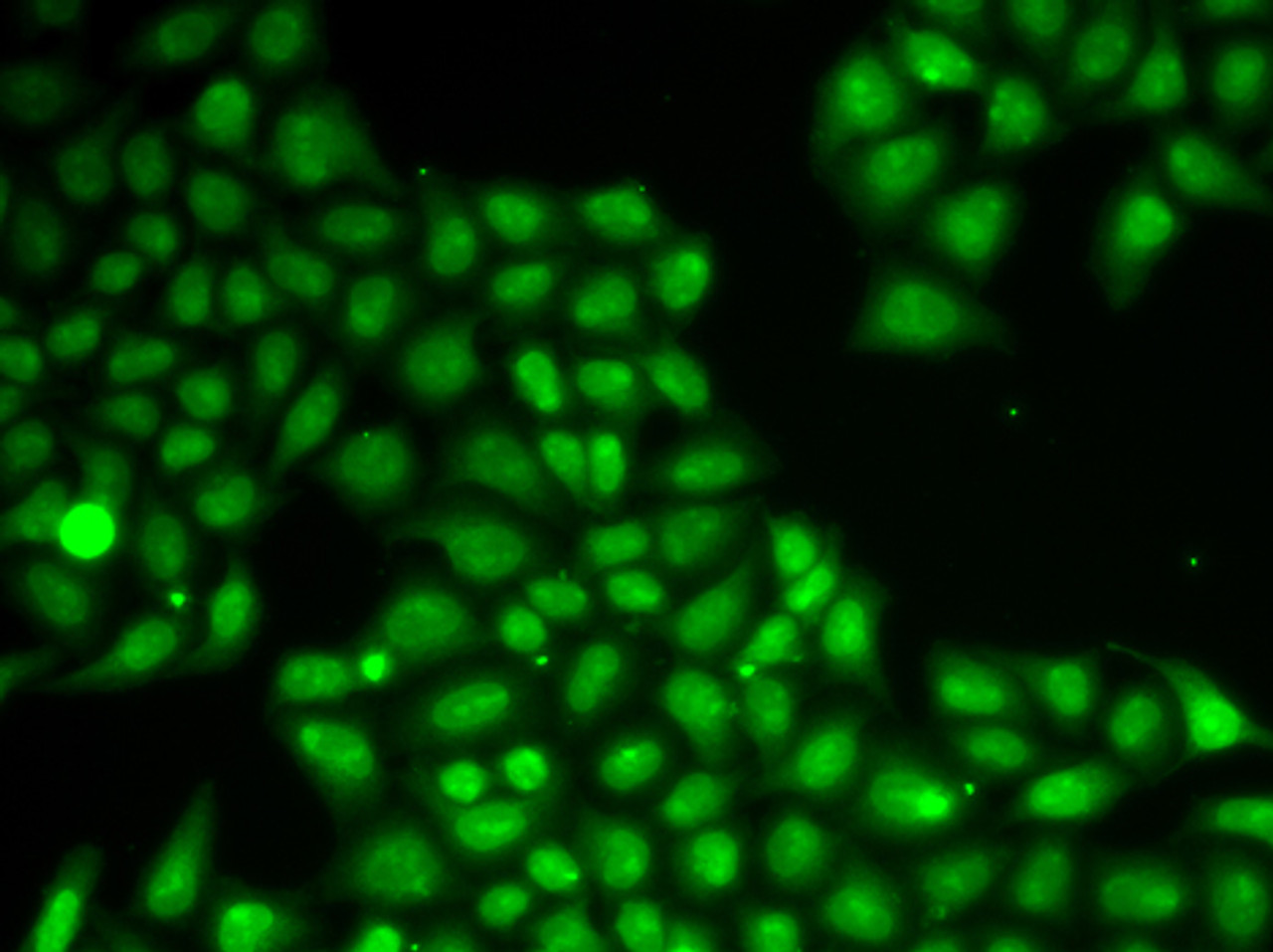 Immunofluorescence analysis of A549 cells using FEN1 Polyclonal Antibody