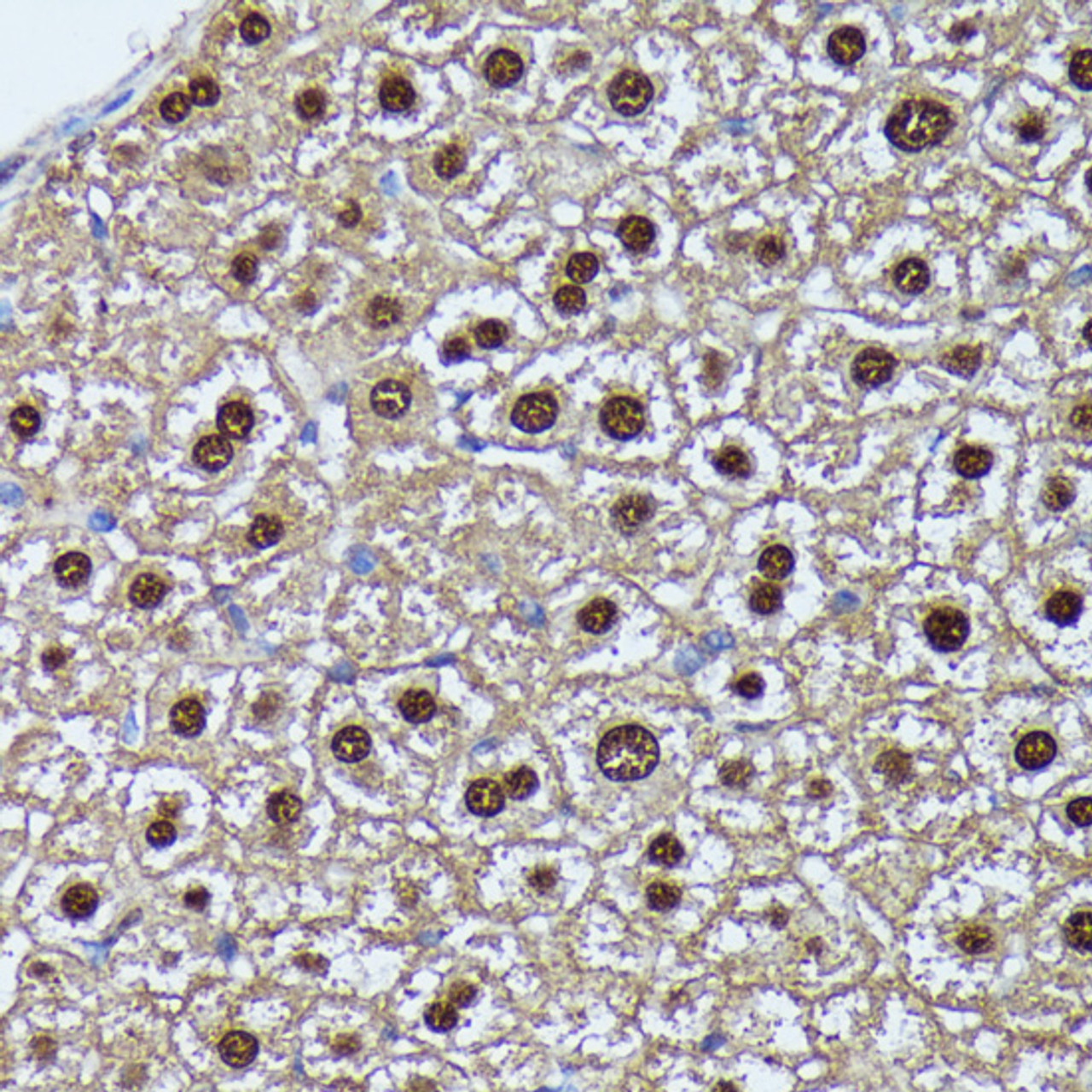 Immunohistochemistry of paraffin-embedded Mouse liver using GADD45A Polyclonal Antibody at dilution of  1:100 (40x lens).
