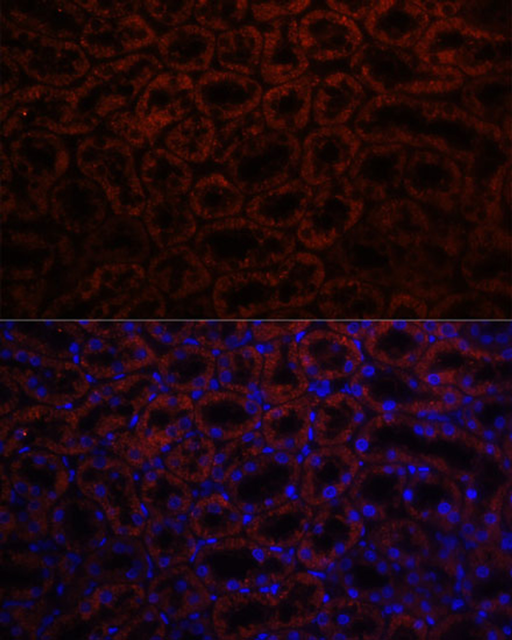 Immunofluorescence analysis of Rat kidney using KL Polyclonal Antibody at dilution of  1:100. Blue: DAPI for nuclear staining.