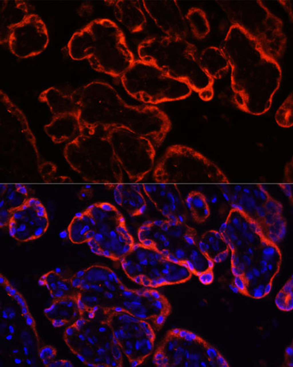 Immunofluorescence analysis of Human placenta using KL Polyclonal Antibody at dilution of  1:100. Blue: DAPI for nuclear staining.