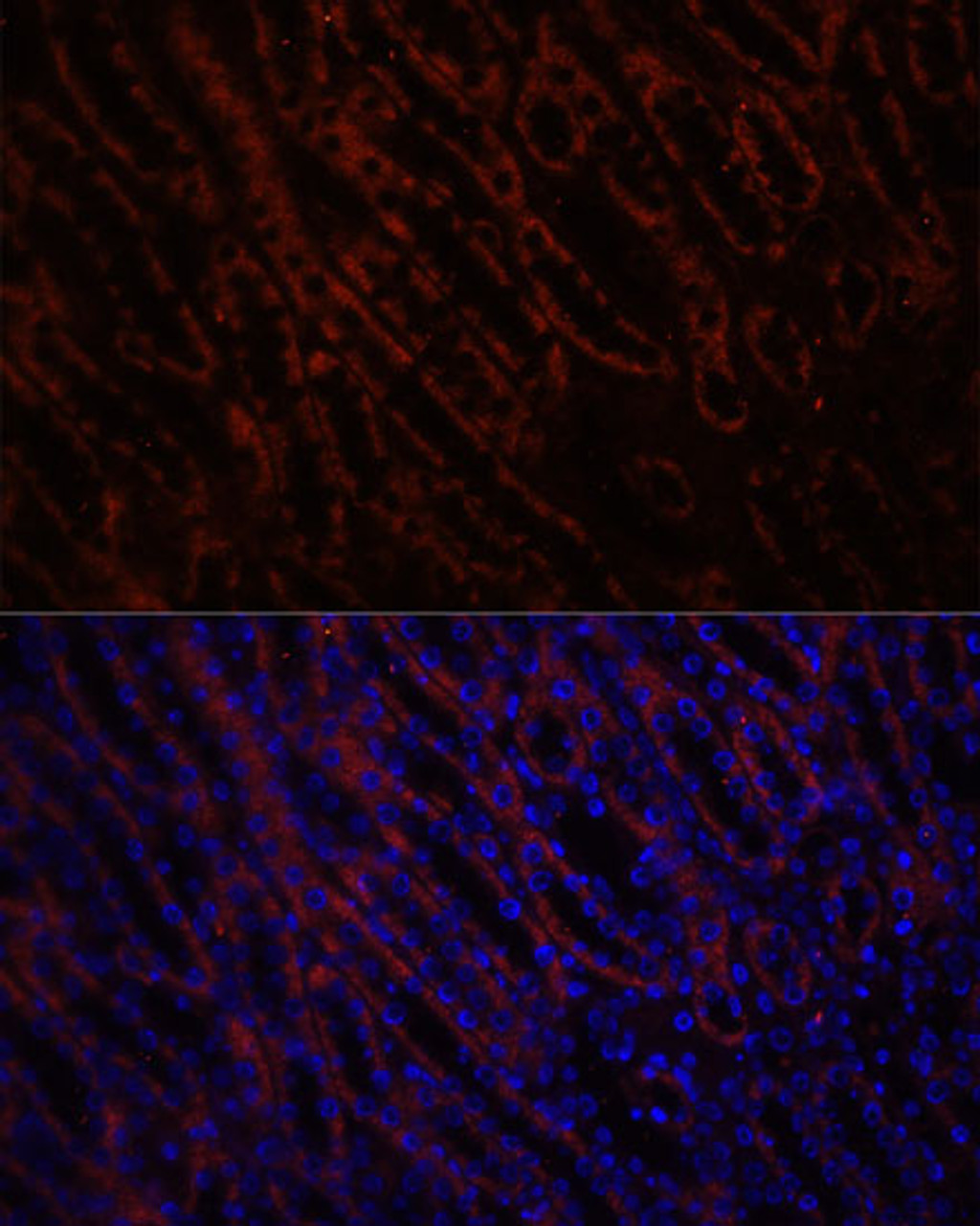 Immunofluorescence analysis of Mouse kidney using KL Polyclonal Antibody at dilution of  1:100. Blue: DAPI for nuclear staining.