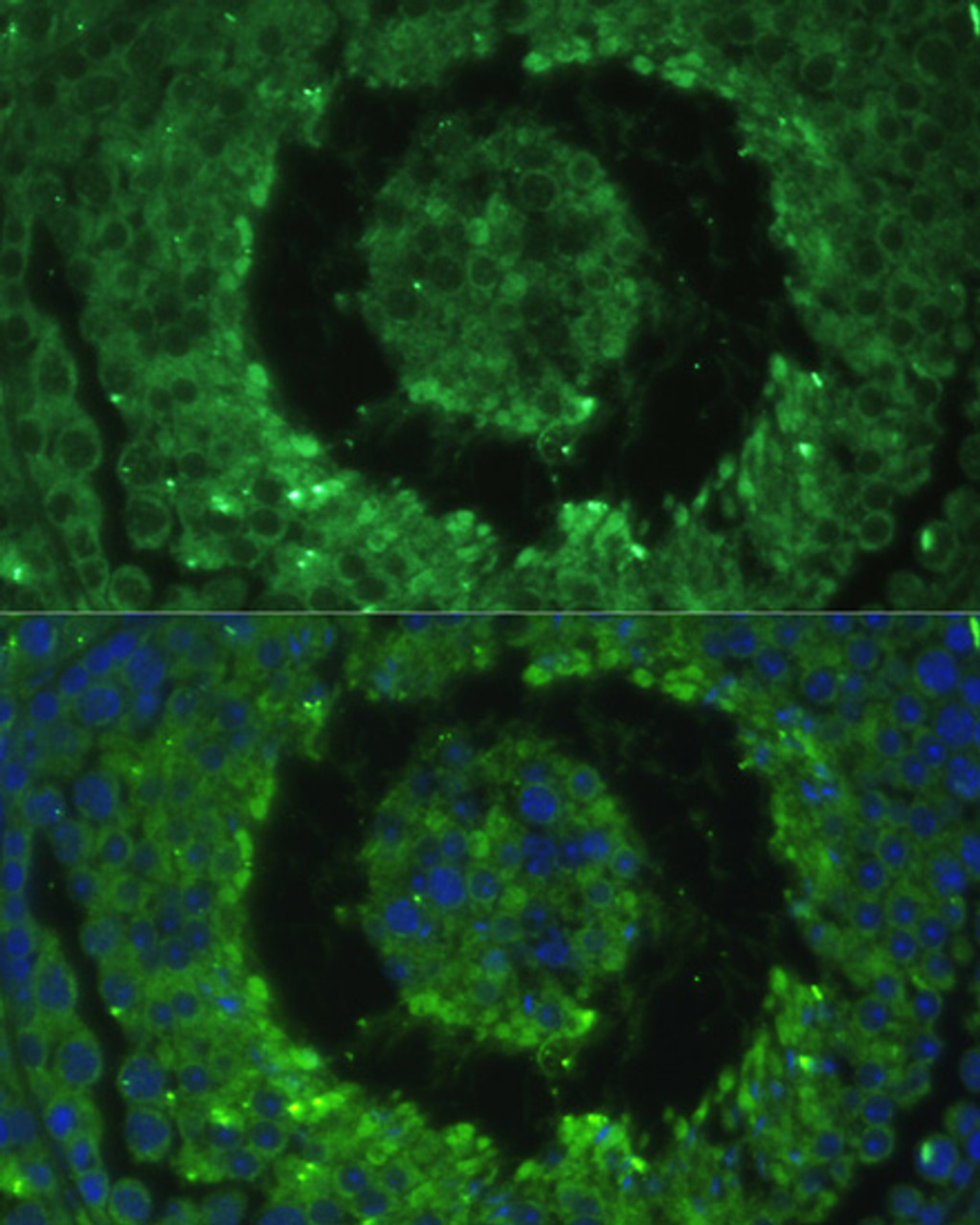 Immunofluorescence analysis of Mouse testis cells using DEFB121 Polyclonal Antibody at dilution of  1:100. Blue: DAPI for nuclear staining.