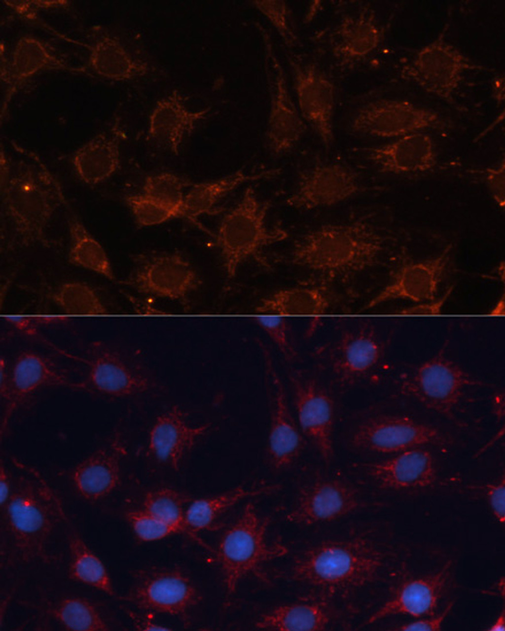 Immunofluorescence analysis of C6 cells using SLC25A24 Polyclonal Antibody at dilution of  1:100. Blue: DAPI for nuclear staining.