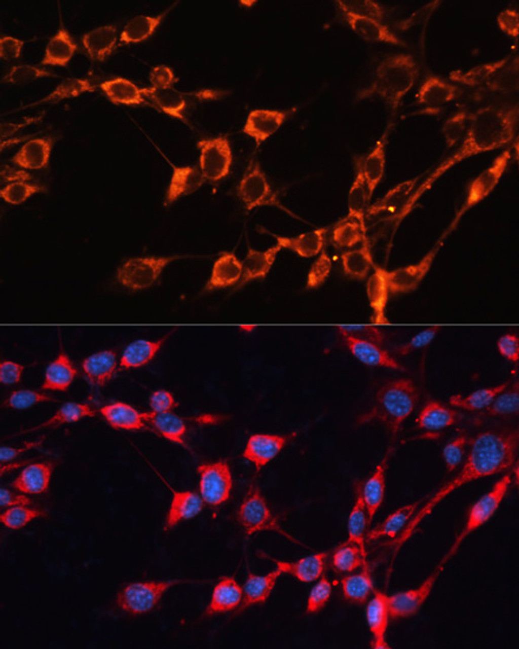 Immunofluorescence analysis of NIH/3T3 cells using SLC25A24 Polyclonal Antibody at dilution of  1:100. Blue: DAPI for nuclear staining.