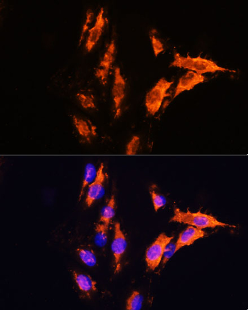 Immunofluorescence analysis of C6 cells using MFGE8 Polyclonal Antibody at dilution of  1:100. Blue: DAPI for nuclear staining.