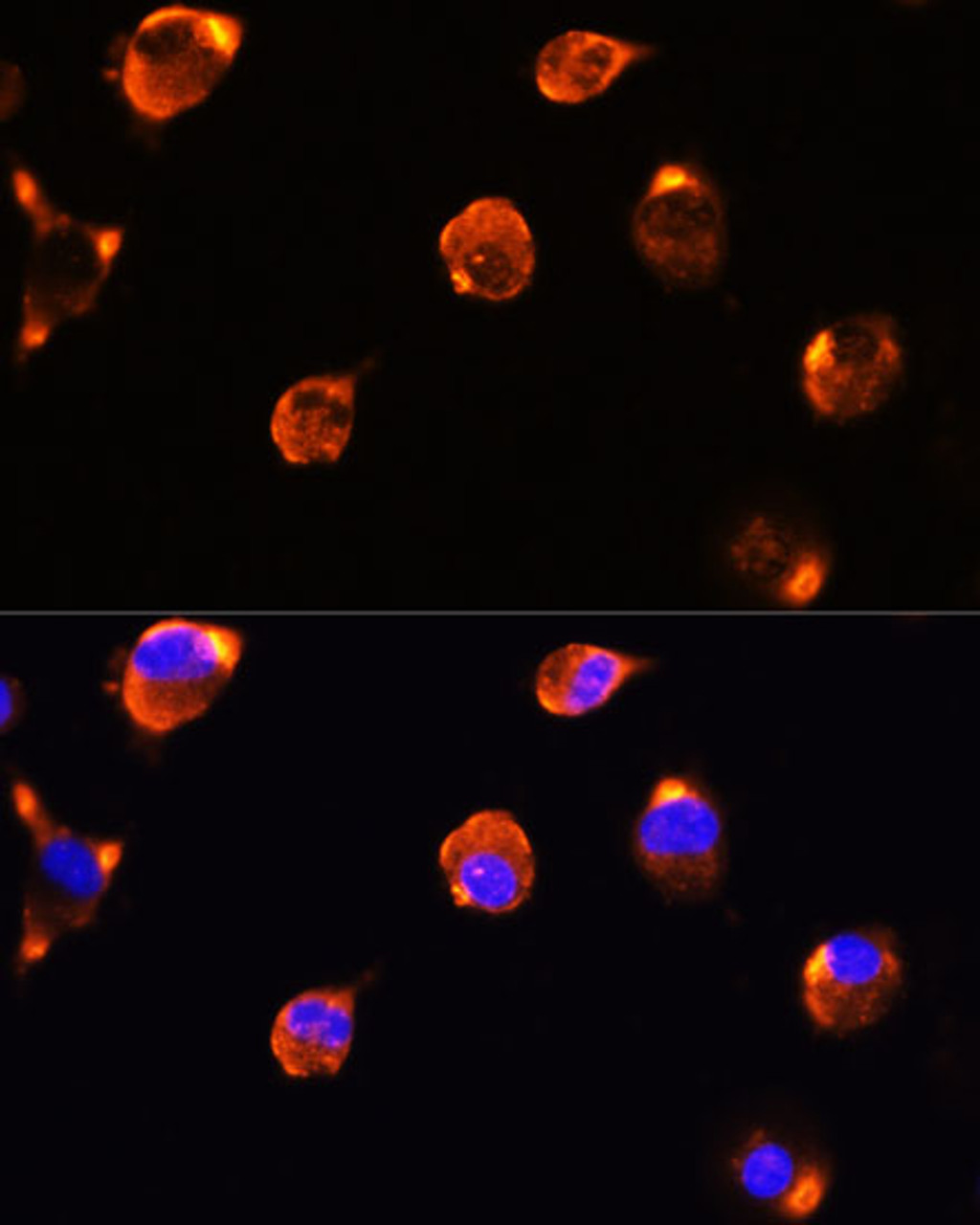 Immunofluorescence analysis of L929 cells using MFGE8 Polyclonal Antibody at dilution of  1:100. Blue: DAPI for nuclear staining.