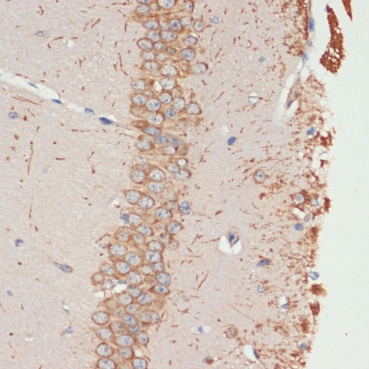 Immunohistochemistry of paraffin-embedded Mouse brain using CHRM1 Polyclonal Antibody at dilution of  1:100 (40x lens).