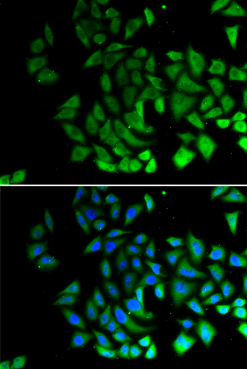 Immunofluorescence analysis of U2OS cells using PIWIL1 Polyclonal Antibody