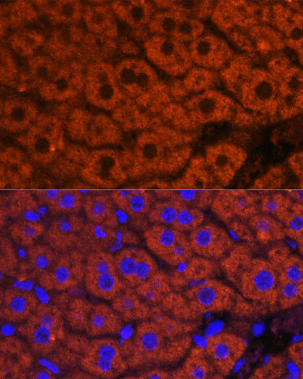 Immunofluorescence analysis of Mouse liver using F2 Polyclonal Antibody at dilution of  1:100. Blue: DAPI for nuclear staining.