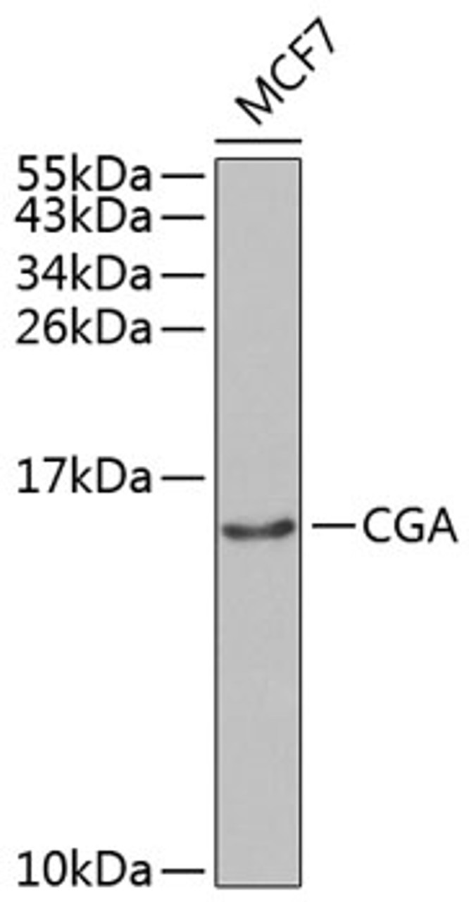 Western blot analysis of extracts of MCF-7 cells using CGA Polyclonal Antibody at dilution of 1:1000.