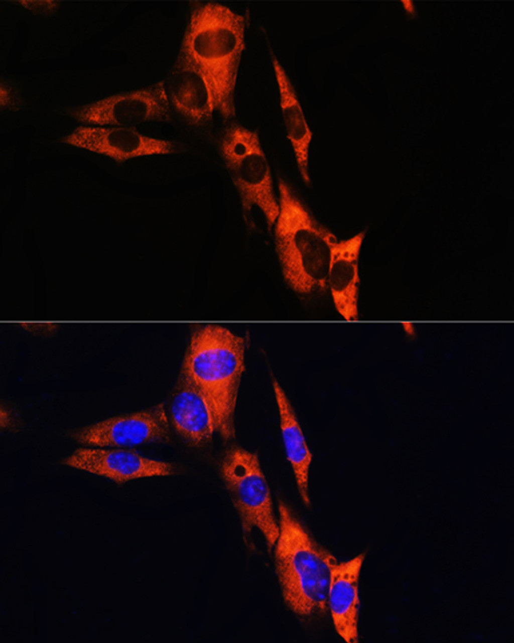 Immunofluorescence analysis of NIH/3T3 cells using ATP1B1 Polyclonal Antibody at dilution of  1:100. Blue: DAPI for nuclear staining.