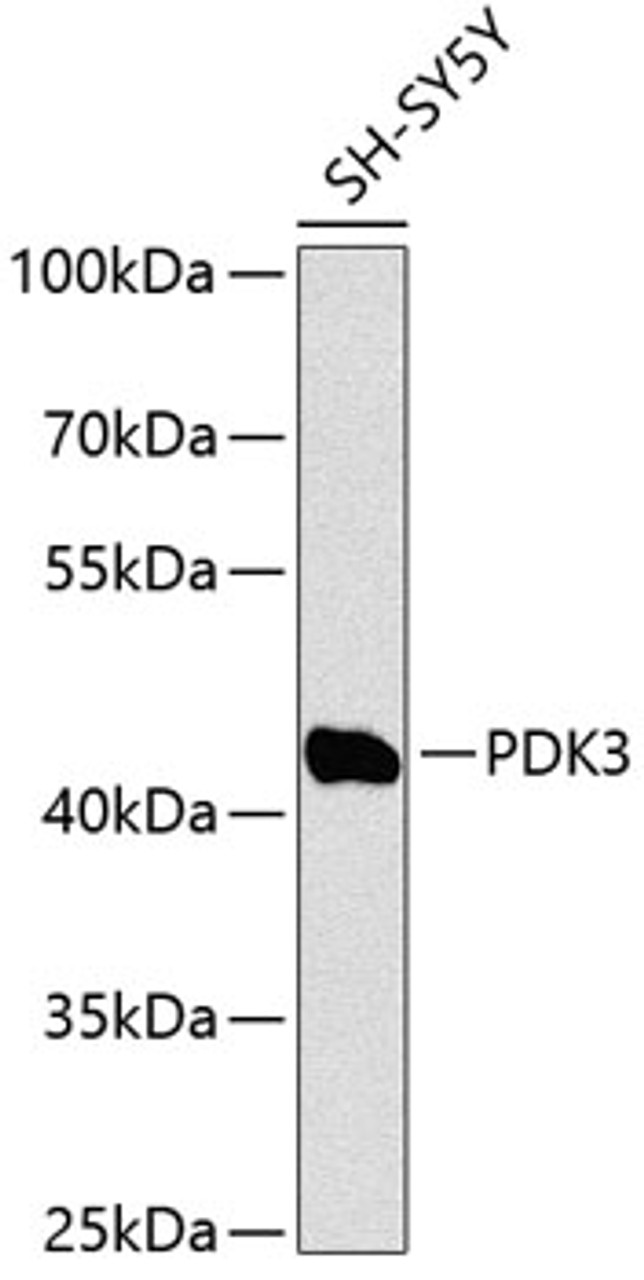 Western blot analysis of extracts of SH-SY5Y cells using PDK3 Polyclonal Antibody at dilution of 1:1000.