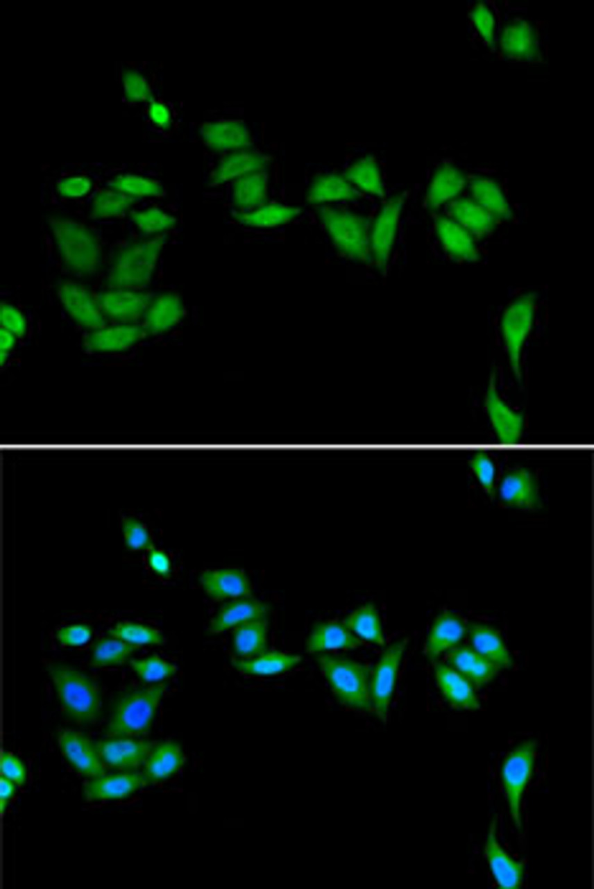 Immunofluorescence analysis of U2OS cells using JADE1 Polyclonal Antibody
