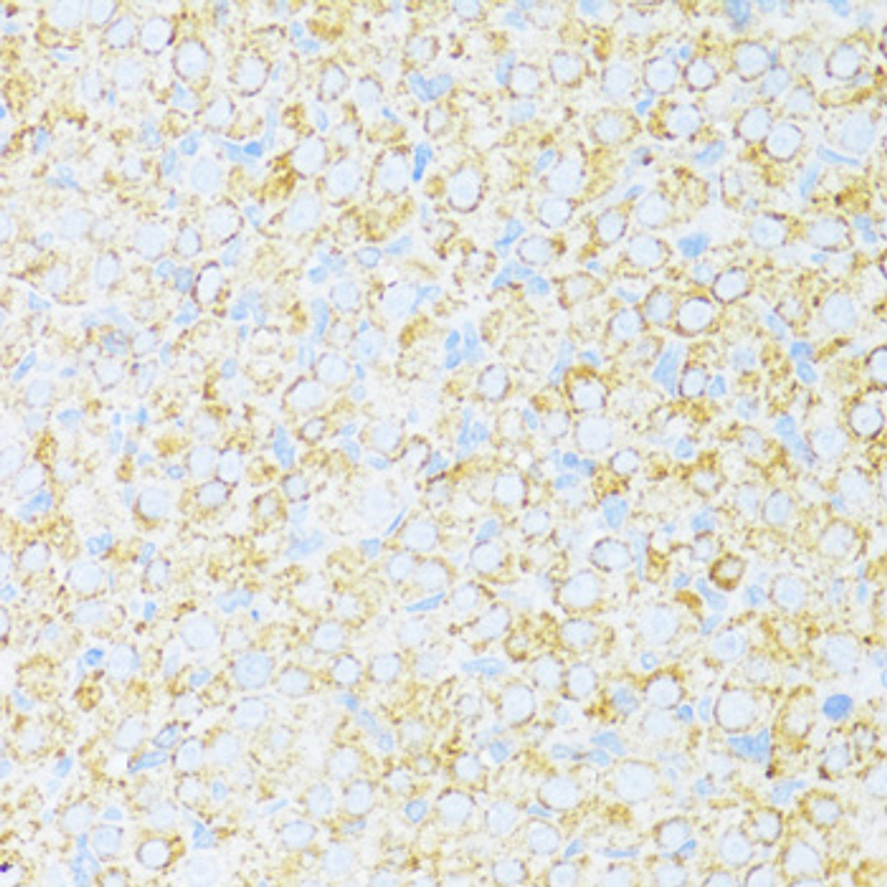Immunohistochemistry of paraffin-embedded Rat ovary using UQCR10 Polyclonal Antibody at dilution of  1:100 (40x lens).