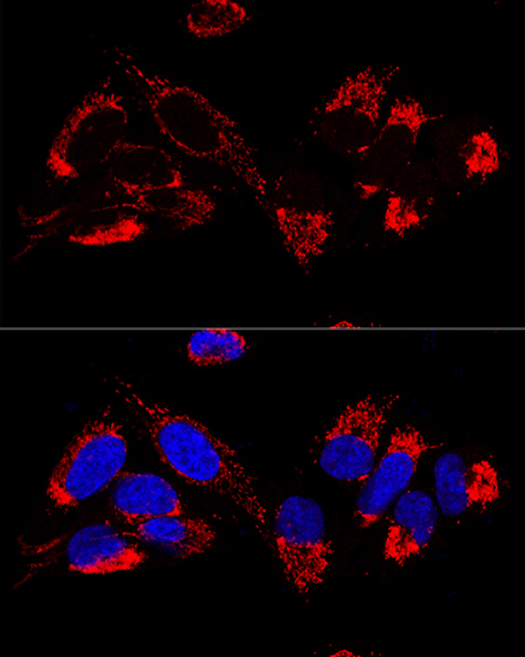 Confocal immunofluorescence analysis of U2OS cells using UQCR10 Polyclonal Antibody at dilution of  1:100. Blue: DAPI for nuclear staining.