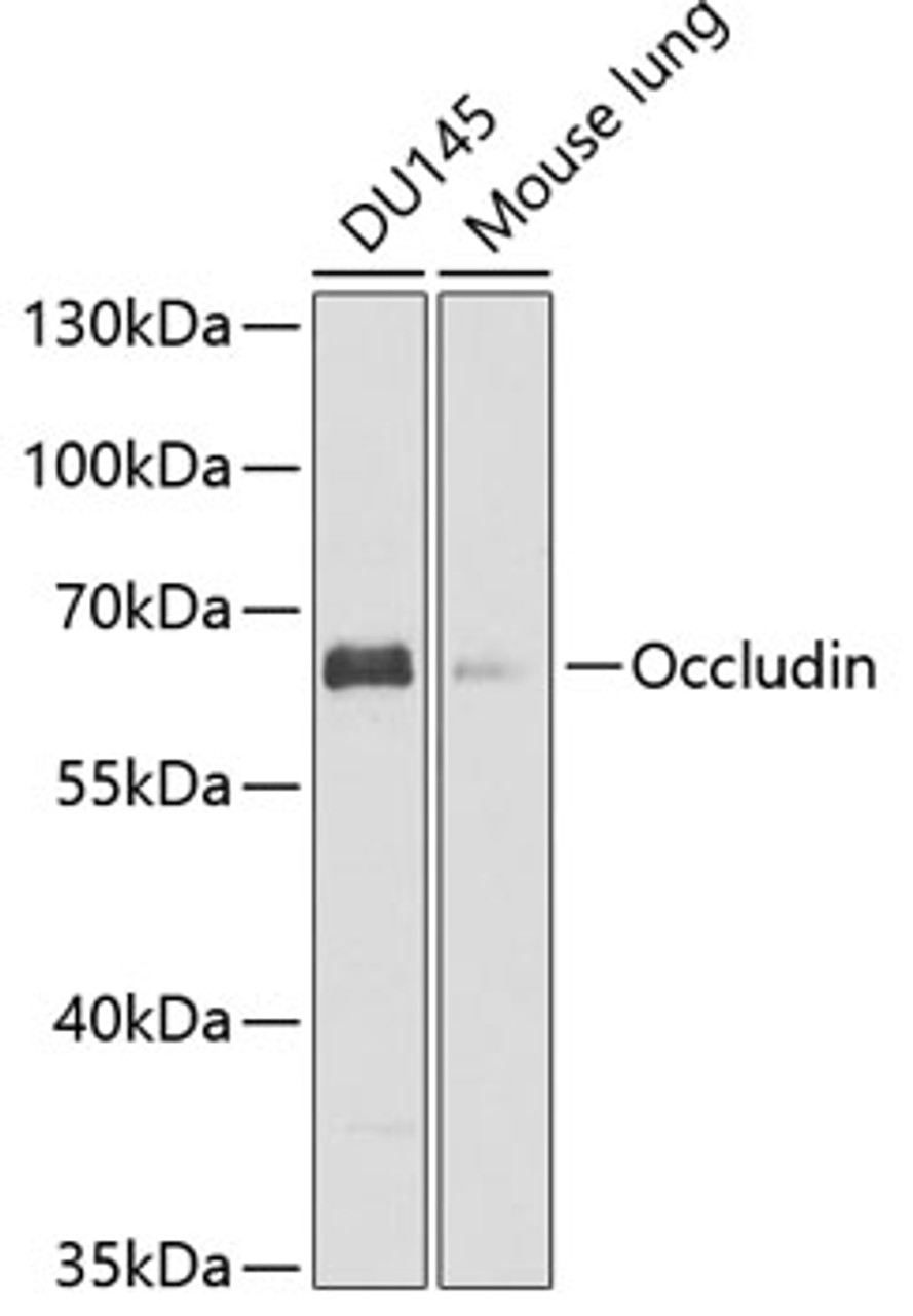 Western blot analysis of extracts of various cell lines using Occludin Polyclonal Antibody at dilution of 1:1000.