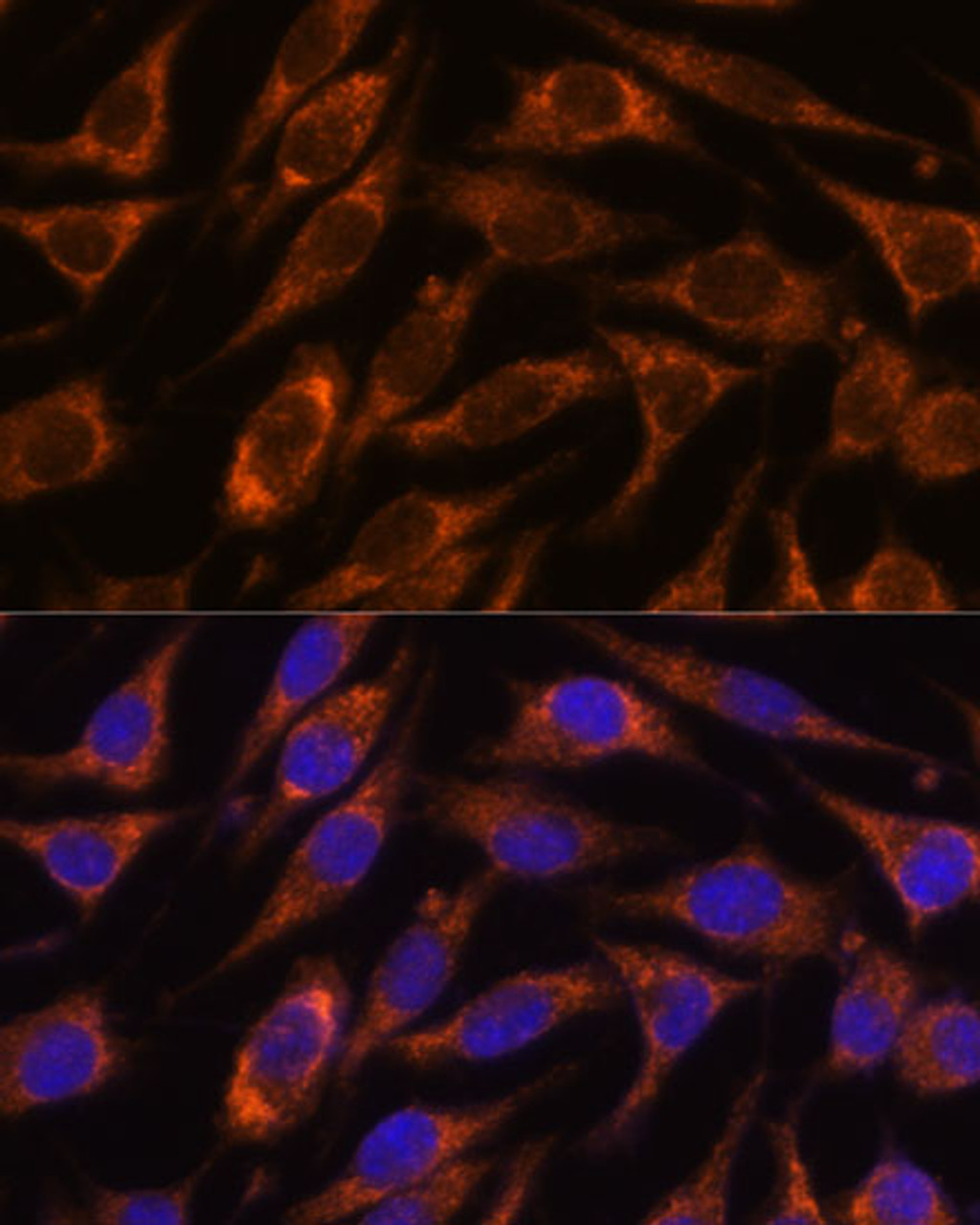 Immunofluorescence analysis of L929 cells using HIBADH Polyclonal Antibody at dilution of  1:100. Blue: DAPI for nuclear staining.