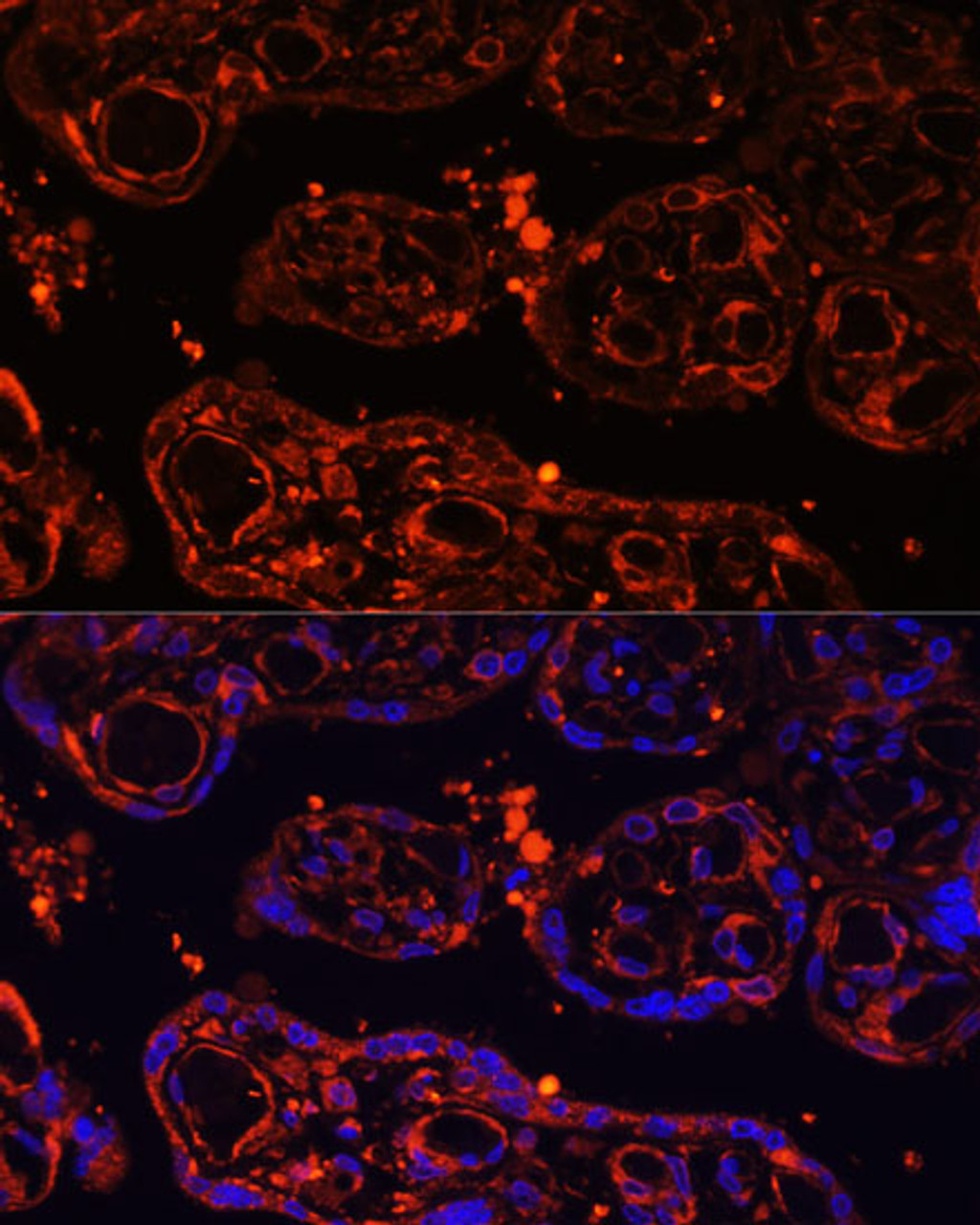 Immunofluorescence analysis of Human placenta using LGR4 Polyclonal Antibody at dilution of  1:100 (40x lens). Blue: DAPI for nuclear staining.