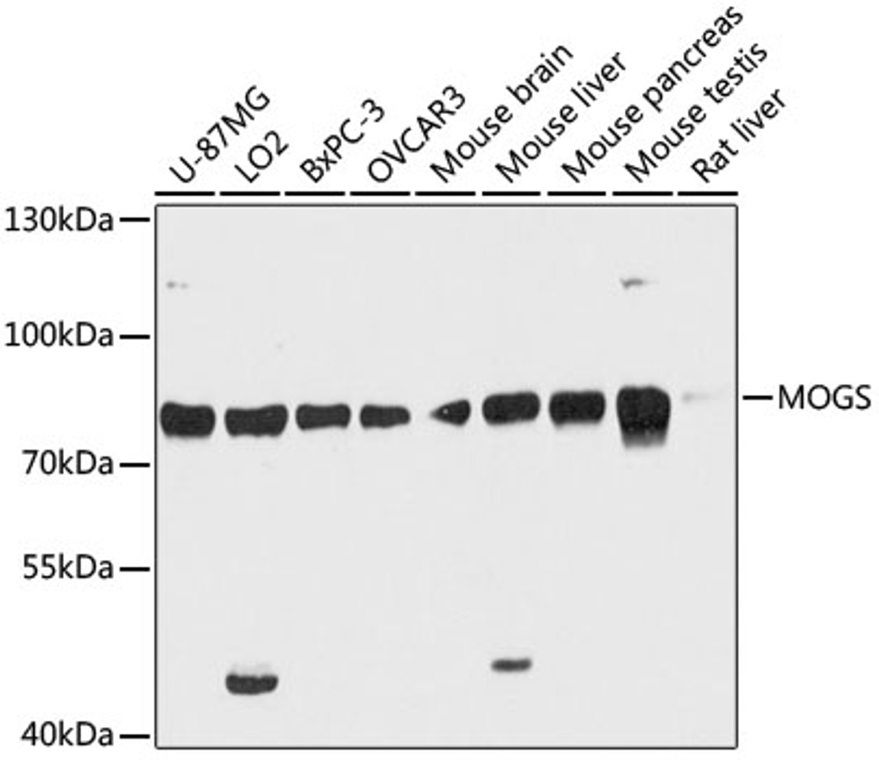 Western blot analysis of extracts of various cell lines using MOGS Polyclonal Antibody at dilution of 1:3000.