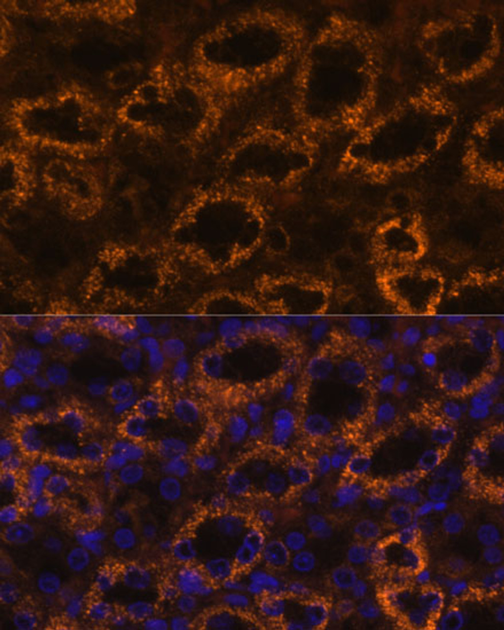 Immunofluorescence analysis of Rat kidney using SLC7A9 Polyclonal Antibody at dilution of  1:100. Blue: DAPI for nuclear staining.