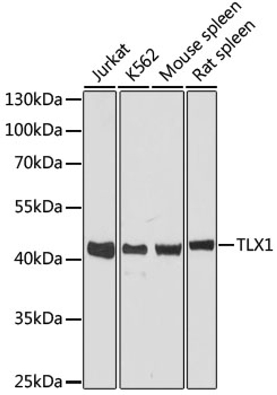 Western blot analysis of extracts of various cell lines using TLX1 Polyclonal Antibody at dilution of 1:3000.