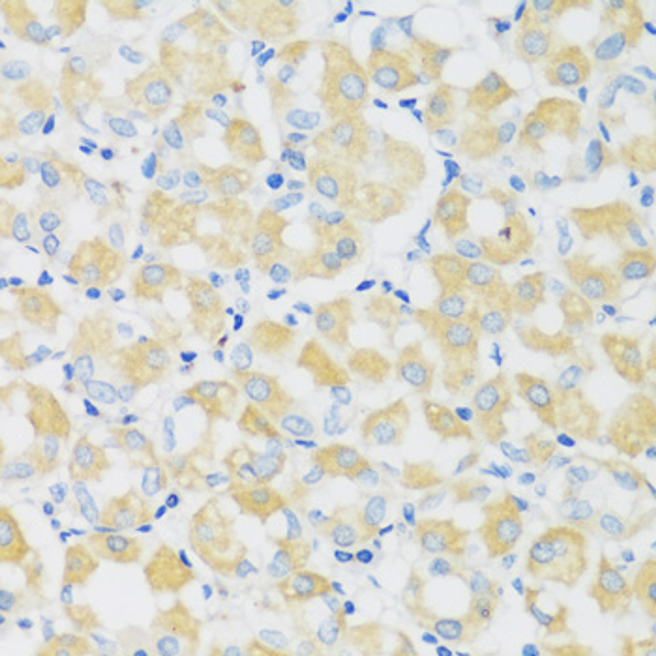 Immunohistochemistry of paraffin-embedded Human stomach using C1GALT1 Polyclonal Antibody at dilution of  1:100 (40x lens).