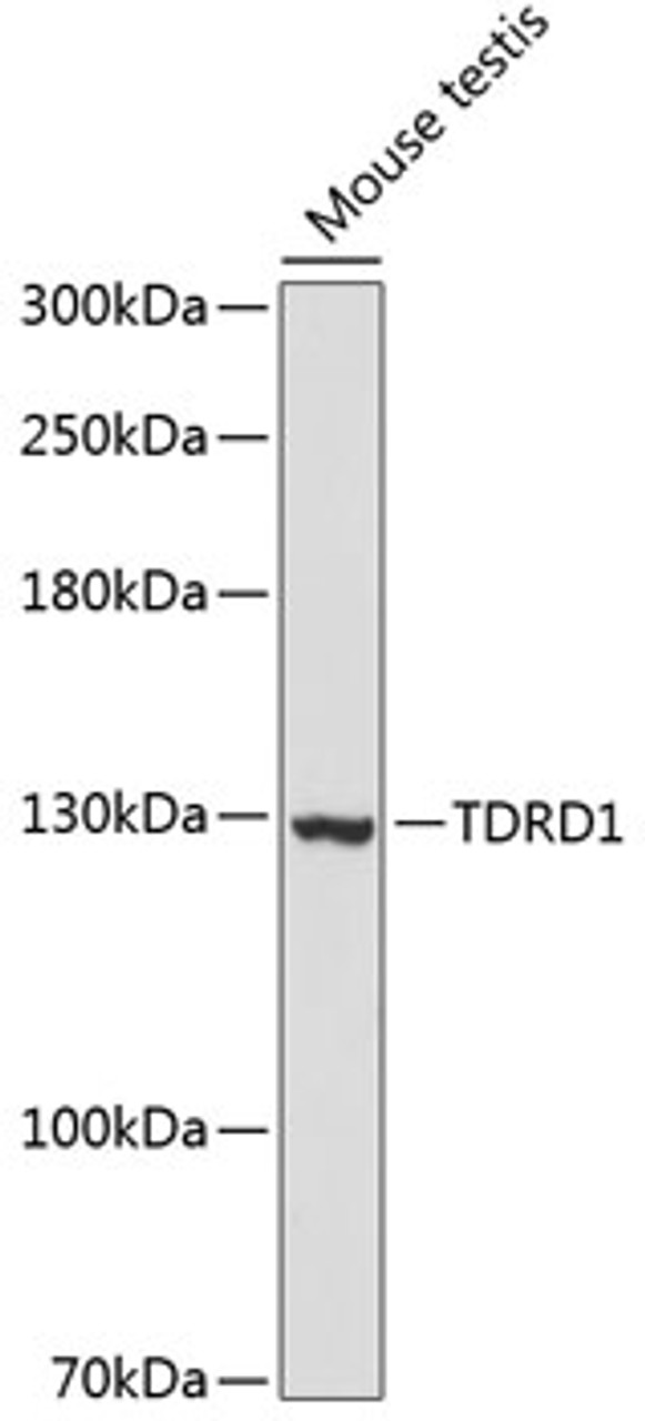 Western blot analysis of extracts of Mouse testis using TDRD1 Polyclonal Antibody at dilution of 1:3000.