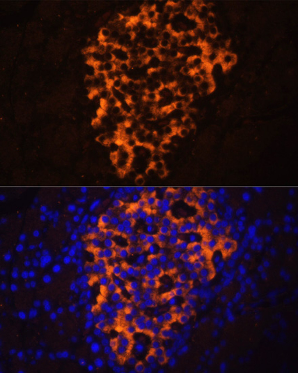 Immunofluorescence analysis of Rat pancreas using PNLIPRP2 Polyclonal Antibody at dilution of  1:100. Blue: DAPI for nuclear staining.