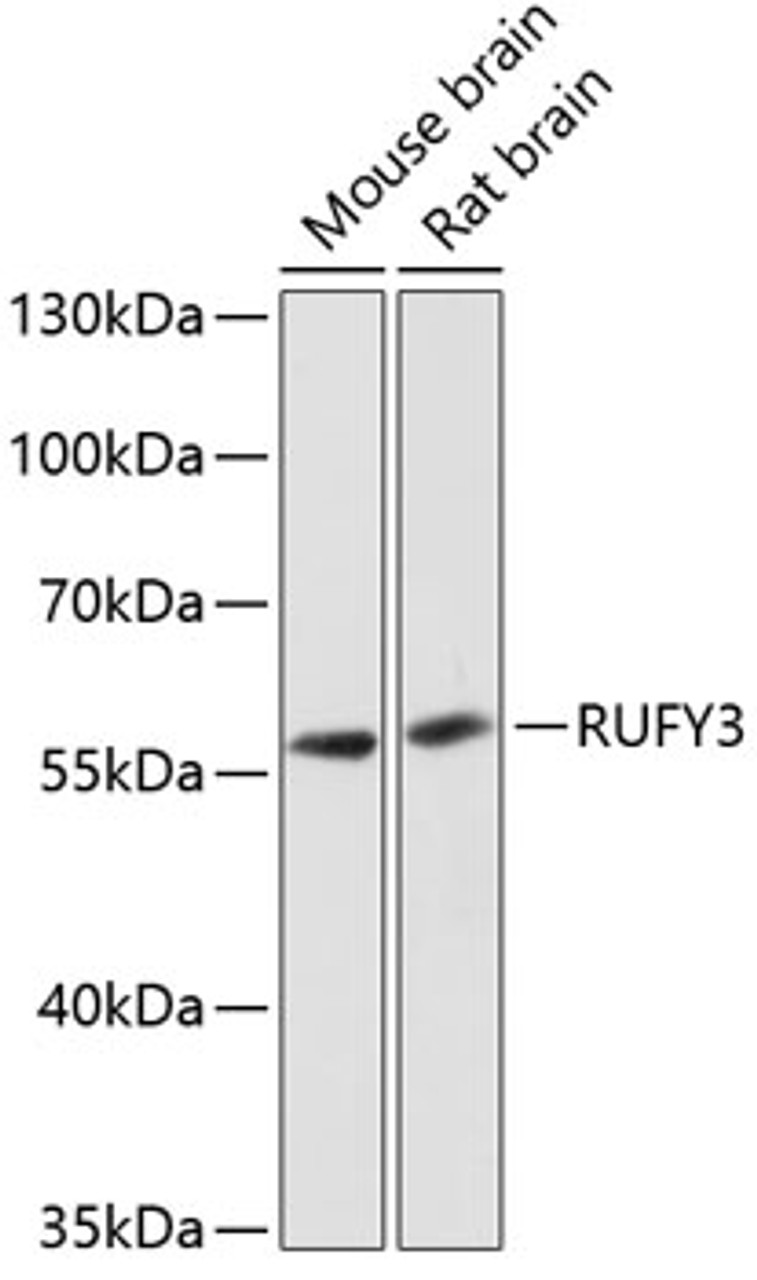 Western blot analysis of extracts of various cell lines using RUFY3 Polyclonal Antibody at dilution of 1:3000.