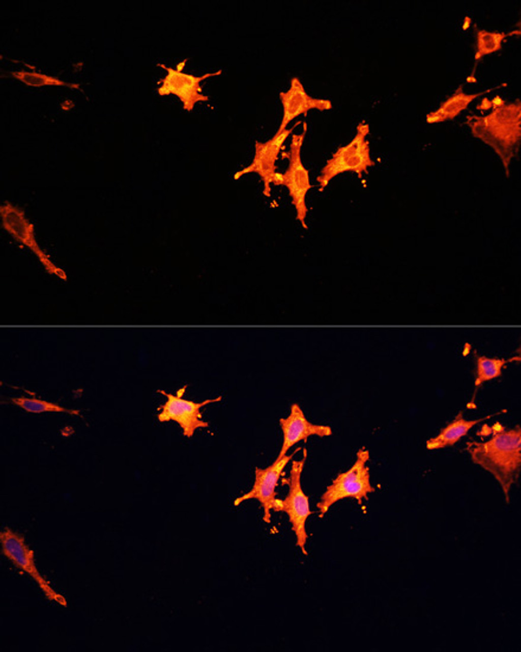 Immunofluorescence analysis of C6 cells using MST1 Polyclonal Antibody at dilution of  1:100. Blue: DAPI for nuclear staining.