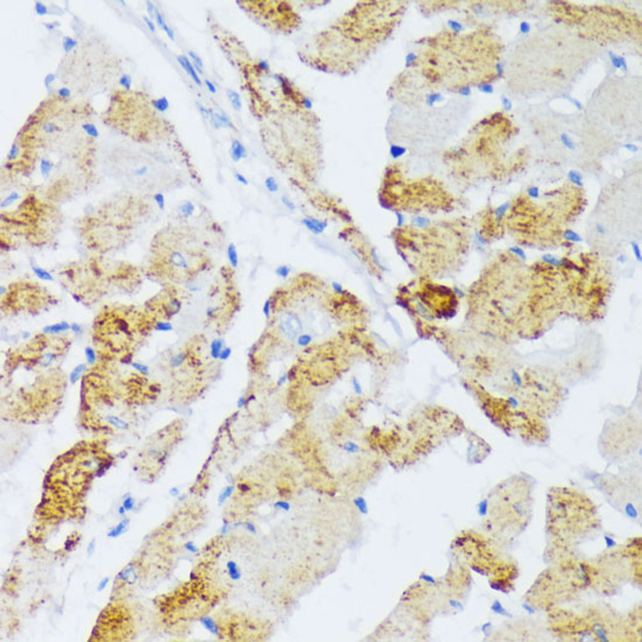 Immunohistochemistry of paraffin-embedded Rat heart using WSB2 Polyclonal Antibody at dilution of  1:100 (40x lens).