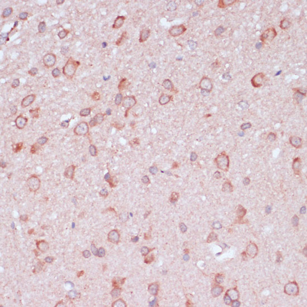 Immunohistochemistry of paraffin-embedded Rat brain using RPL32 Polyclonal Antibody at dilution of  1:100 (40x lens).