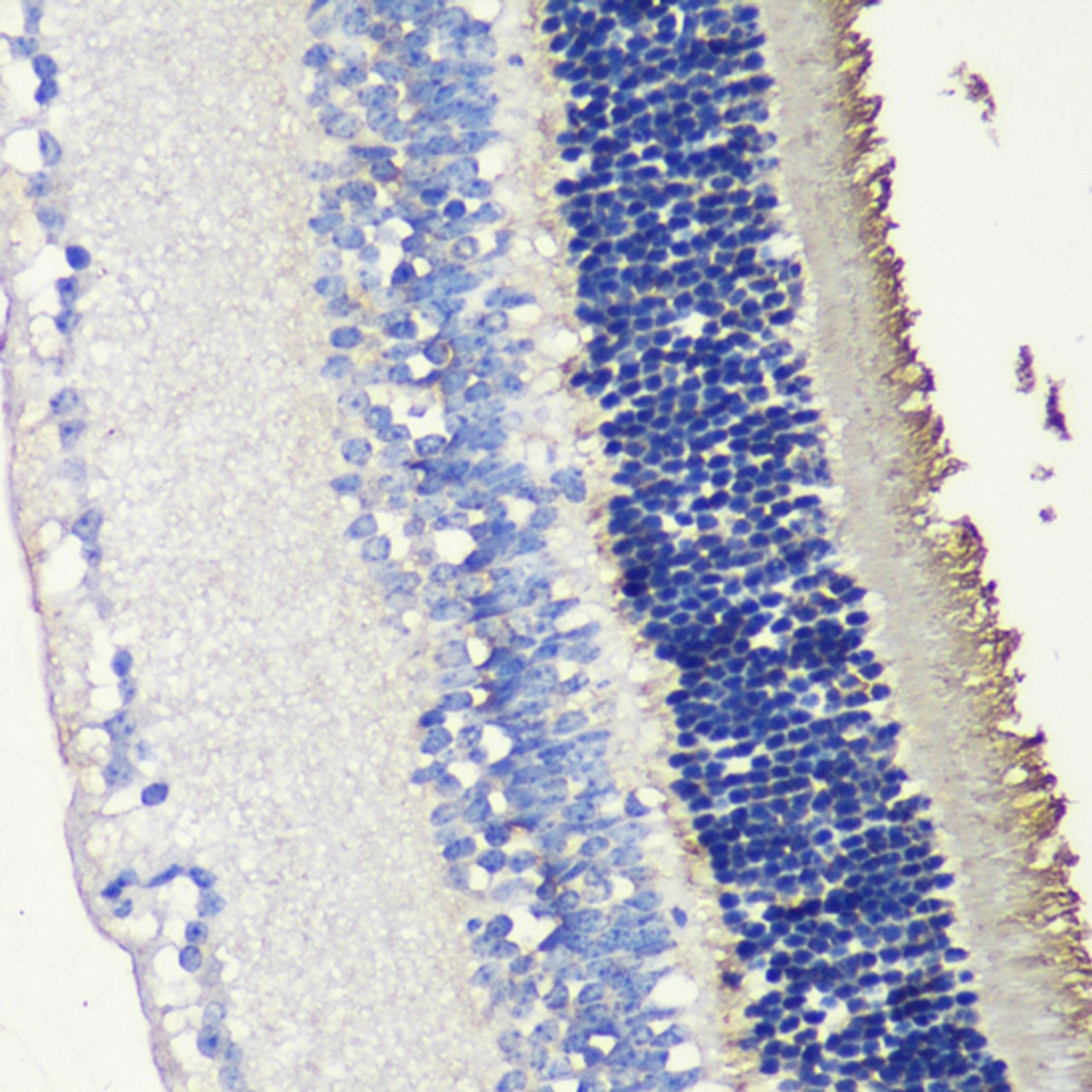 Immunohistochemistry of paraffin-embedded Mouse retina using SAG Polyclonal Antibody at dilution of  1:200 (40x lens).