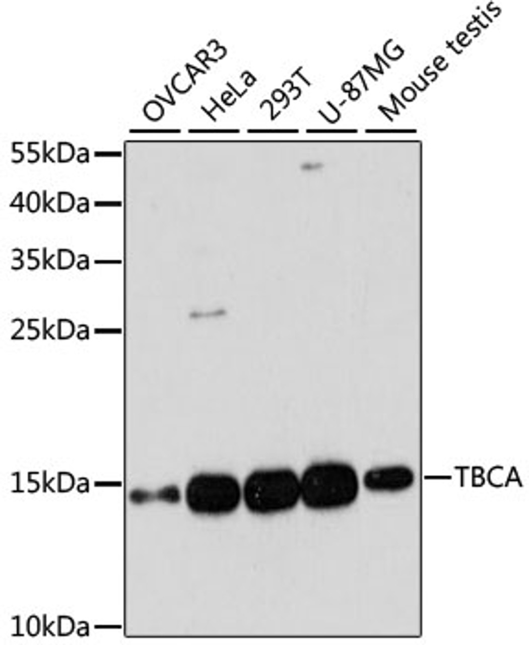 Western blot analysis of extracts of various cell lines using TBCA Polyclonal Antibody at dilution of 1:3000.