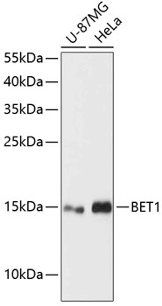 Western blot analysis of extracts of various cell lines using BET1 Polyclonal Antibody at dilution of 1:3000.