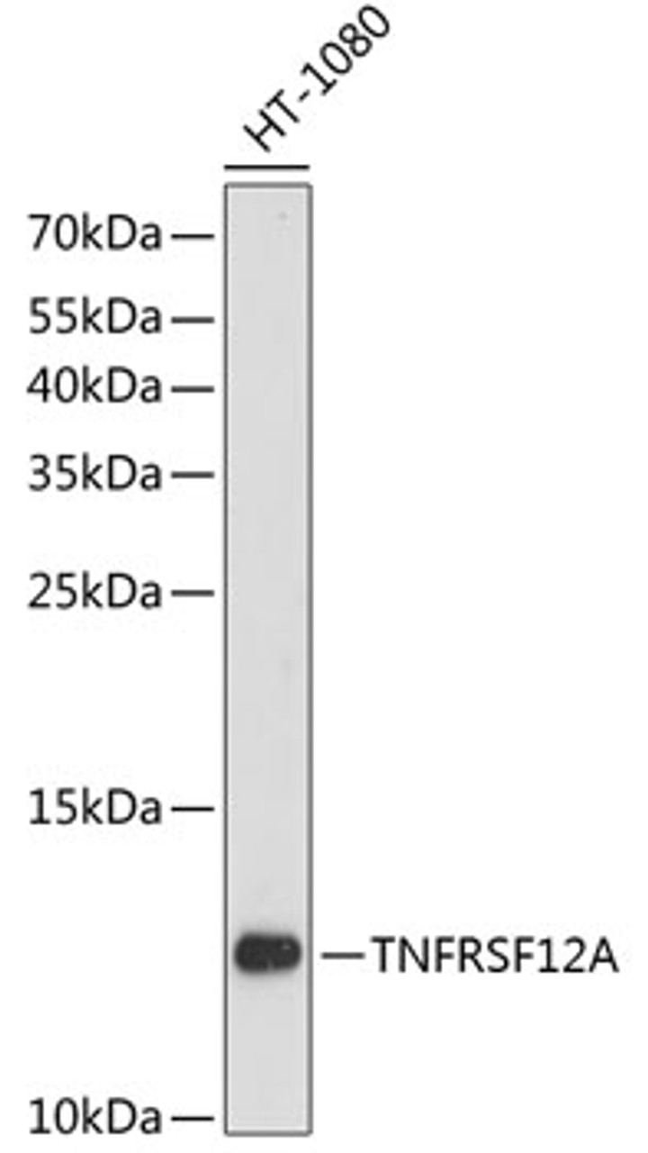 Western blot analysis of extracts of HT-1080 cells using TNFRSF12A Polyclonal Antibody at dilution of 1:3000.