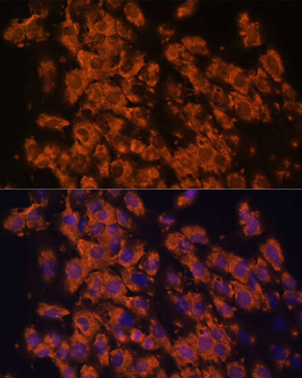 Immunofluorescence analysis of C6 cells using LRRC7 Polyclonal Antibody at dilution of  1:100. Blue: DAPI for nuclear staining.