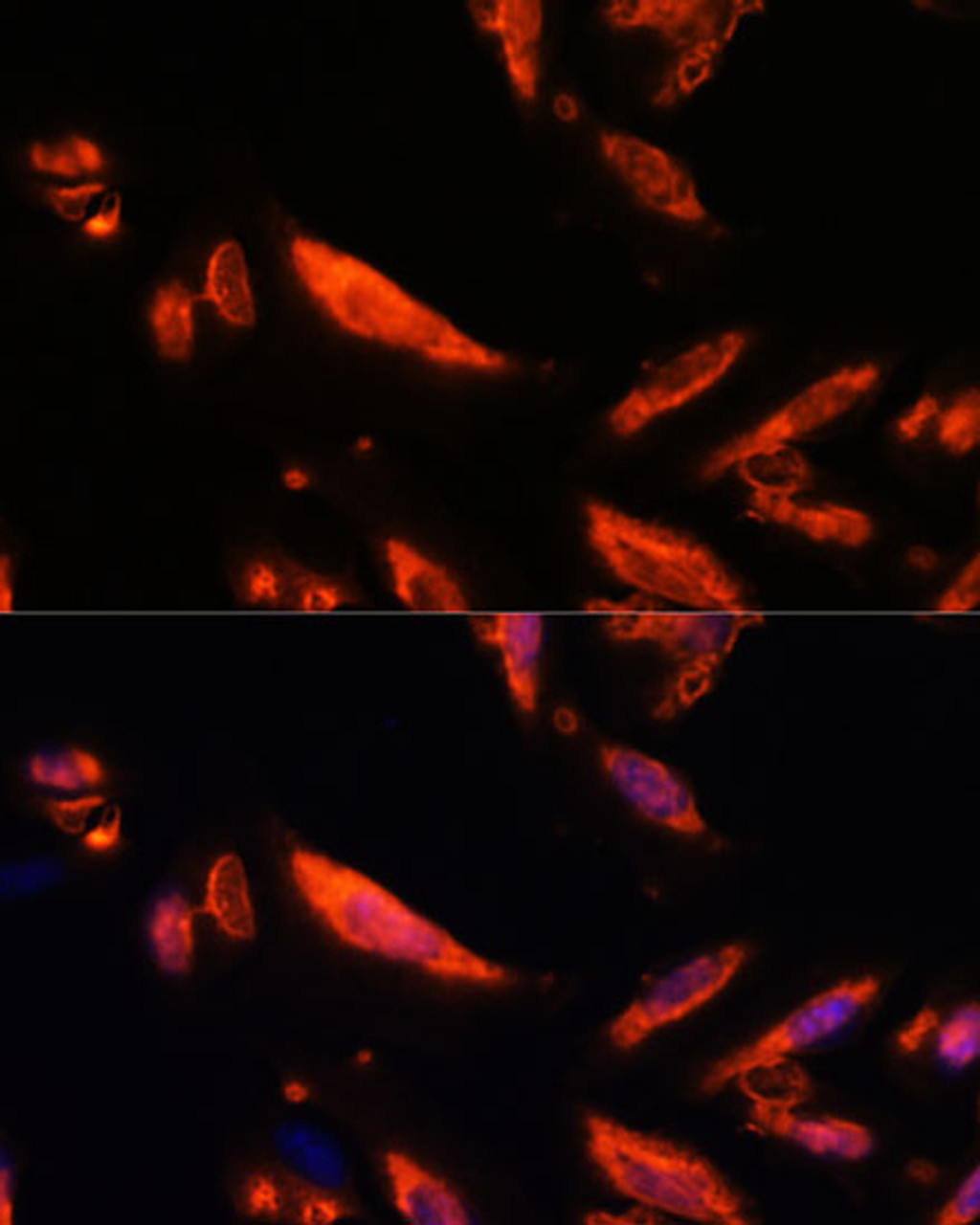 Immunofluorescence analysis of U-2 OS cells using LRRC7 Polyclonal Antibody at dilution of  1:100. Blue: DAPI for nuclear staining.