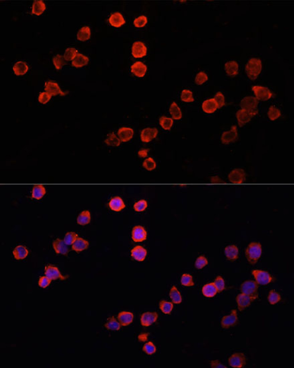 Immunofluorescence analysis of THP-1 cells using MUL1 Polyclonal Antibody at dilution of  1:100. Blue: DAPI for nuclear staining.