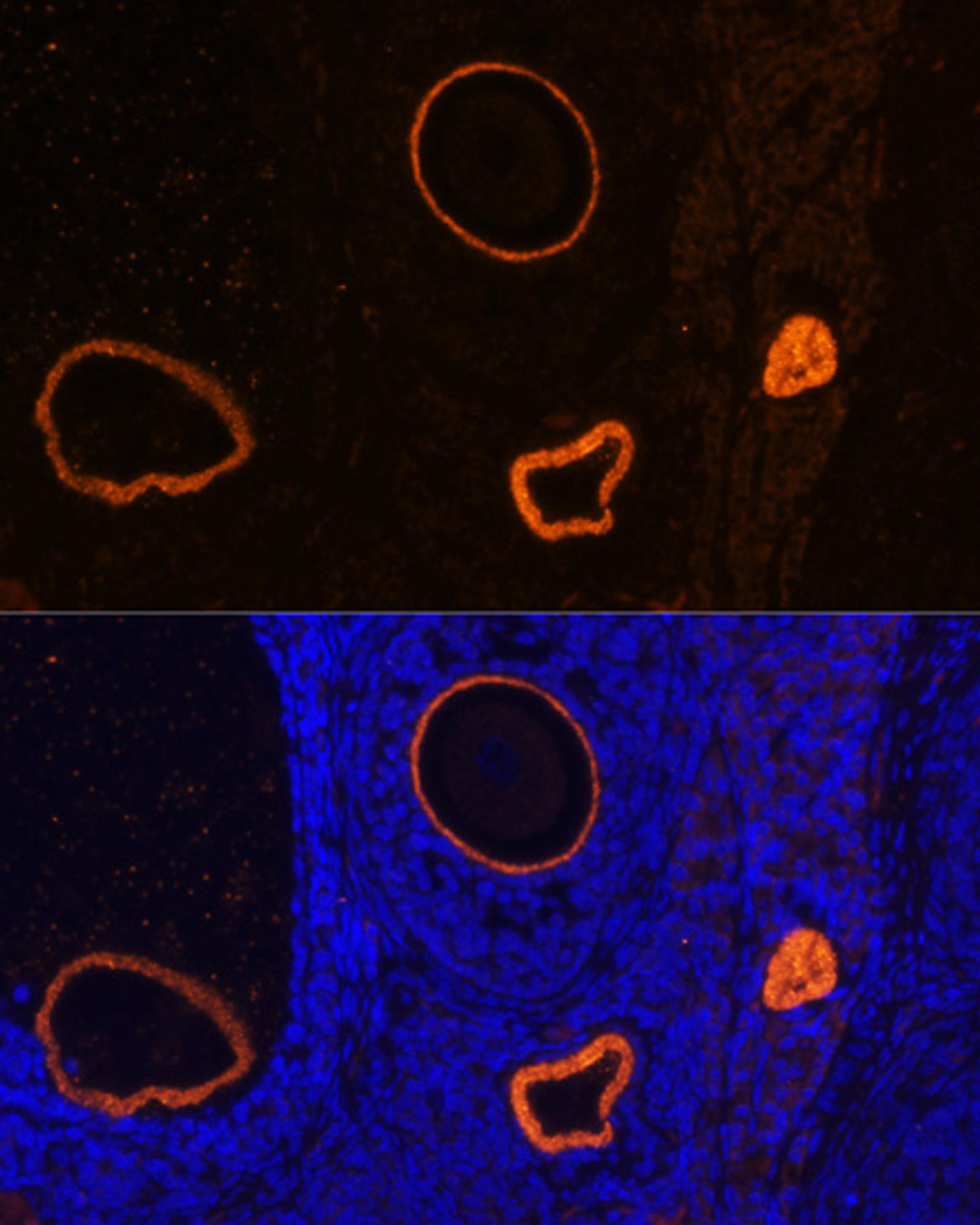 Immunofluorescence analysis of Rat oophoroma cells using ZP3 Polyclonal Antibody at dilution of  1:100. Blue: DAPI for nuclear staining.