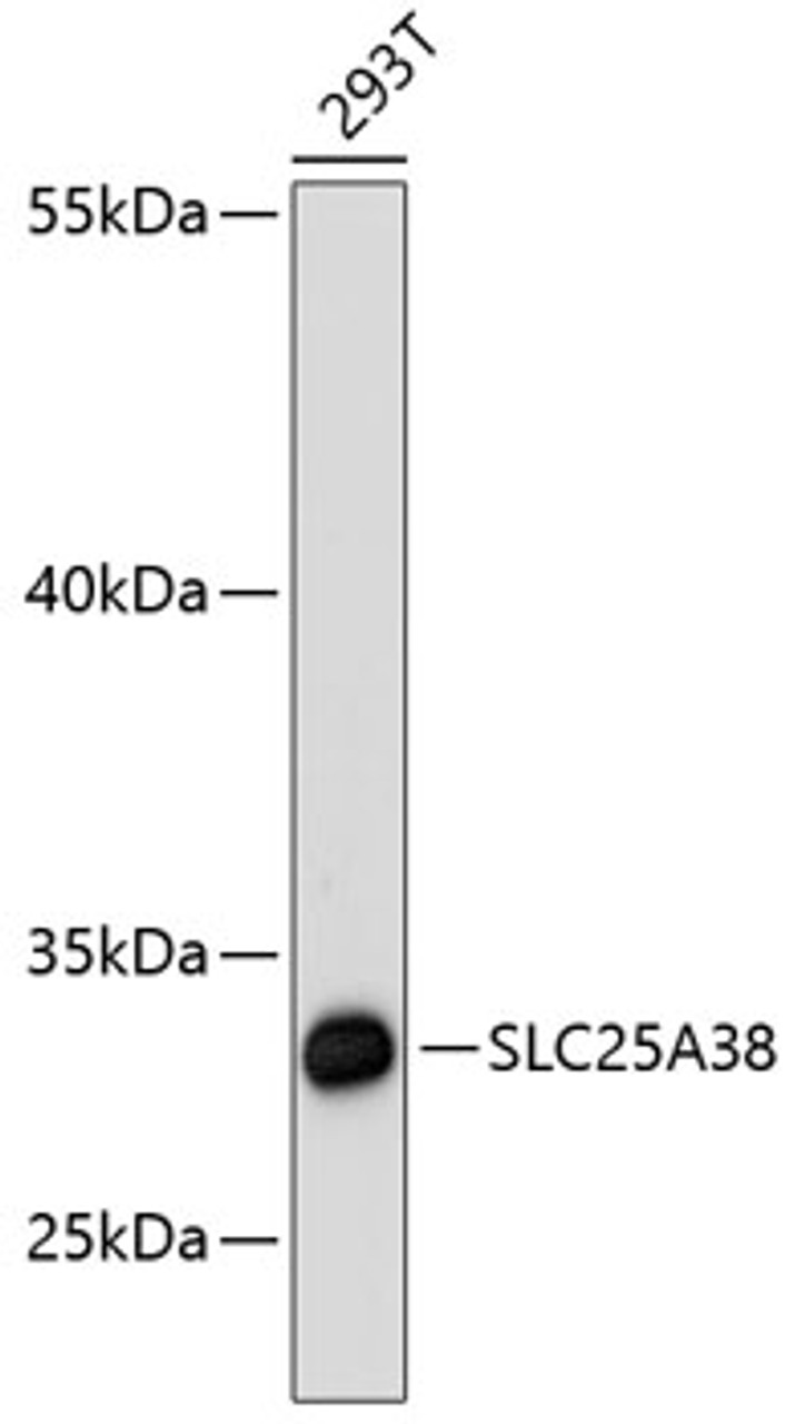Western blot analysis of extracts of 293T cells using SLC25A38 Polyclonal Antibody at dilution of 1:3000.